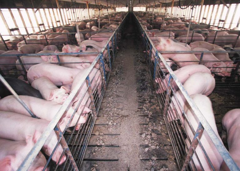 ‘China breidt varkensboerderijen uit om Oeigoeren varkensvlees te voeren’