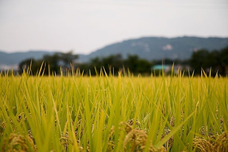 Vier christenen onthoofd in Indonesië