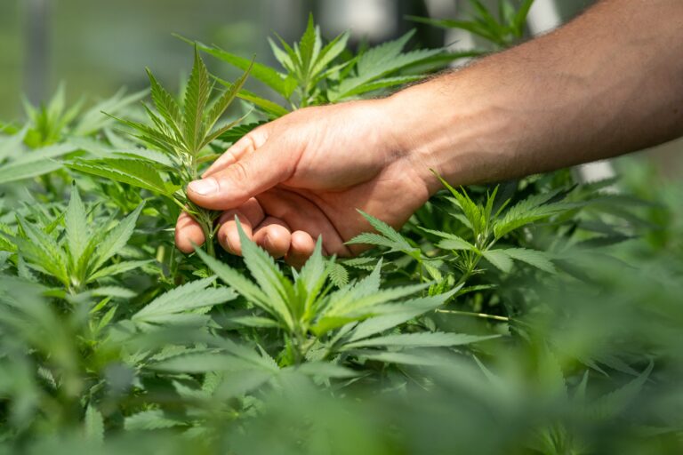 Kabinet Marokko keurt legalisering cannabis goed