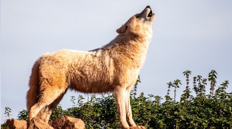 UvA-studie: link tussen terugkeer wolf en succes radicaal-rechts in Duitsland