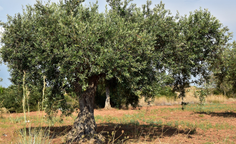 Twee Palestijnen omgekomen bij Israëlische vergeldingsactie