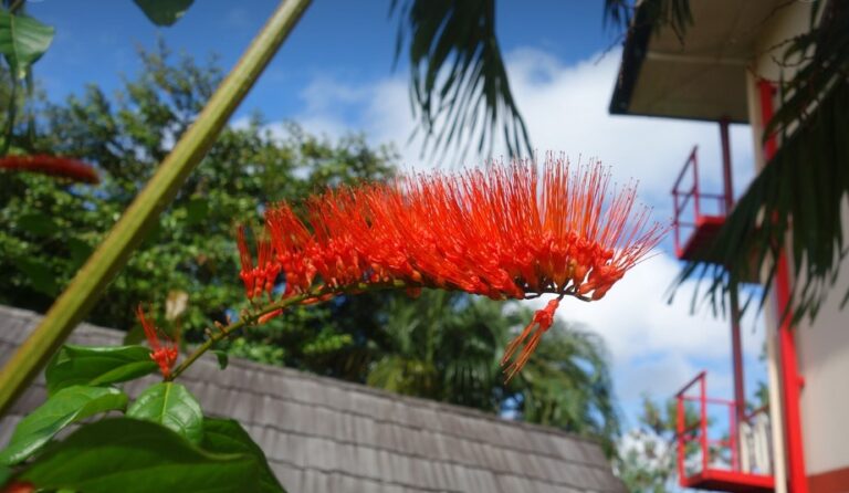Studenten archeologie onderzoeken Afrikaanse invloeden op Surinaamse plantage