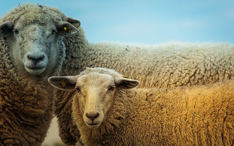 Offerfeest: ‘Vanuit ons geloof is dierenwelzijn heel belangrijk’
