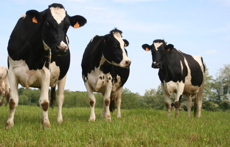 Boeren minder vaak arm dan andere Nederlanders
