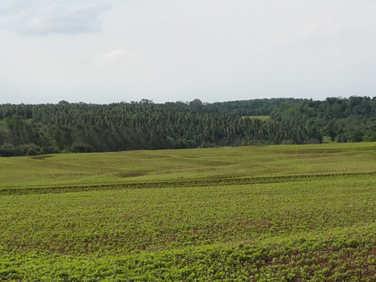 Gedesillusioneerde Nederlanders vinden nieuw paradijs in Paraguay