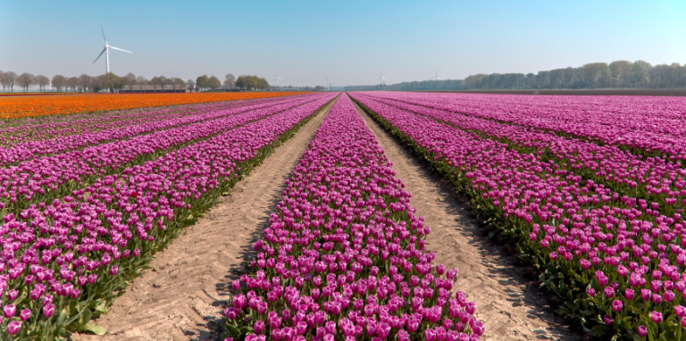 ‘Nederland is van ons allemaal’