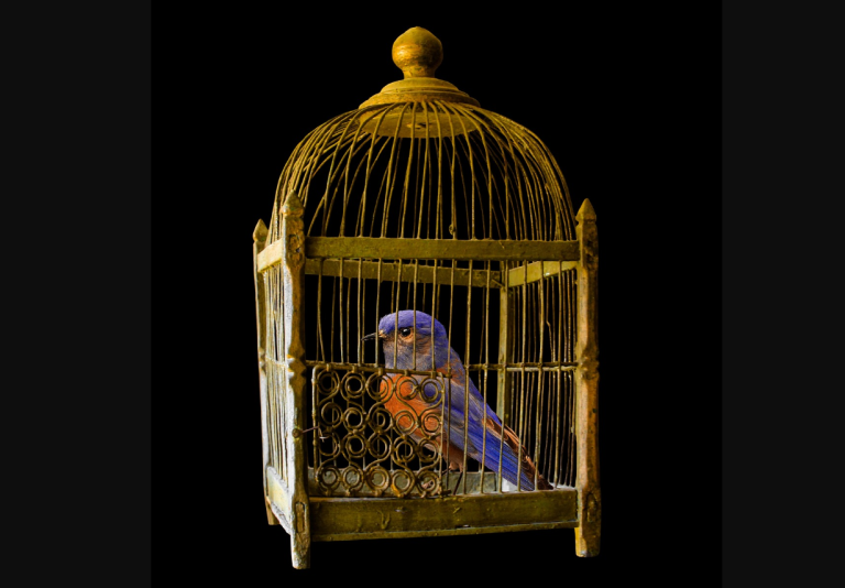 Waarom Mohammed Benzakour vogels bevrijdt in Indonesië